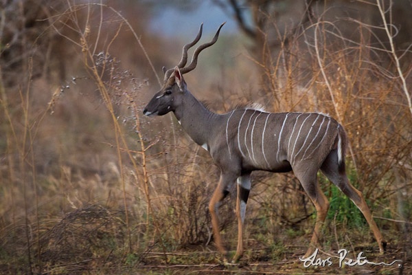 Lesser Kudu